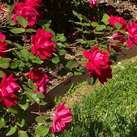 Meet your Posher, Miss - Picture 1 of 1